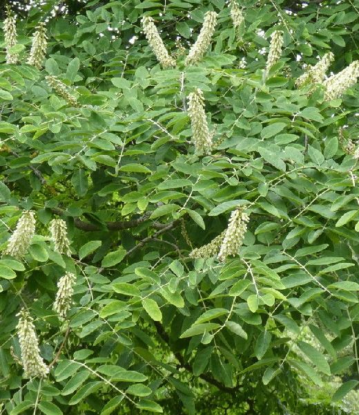 Maackia amurensis